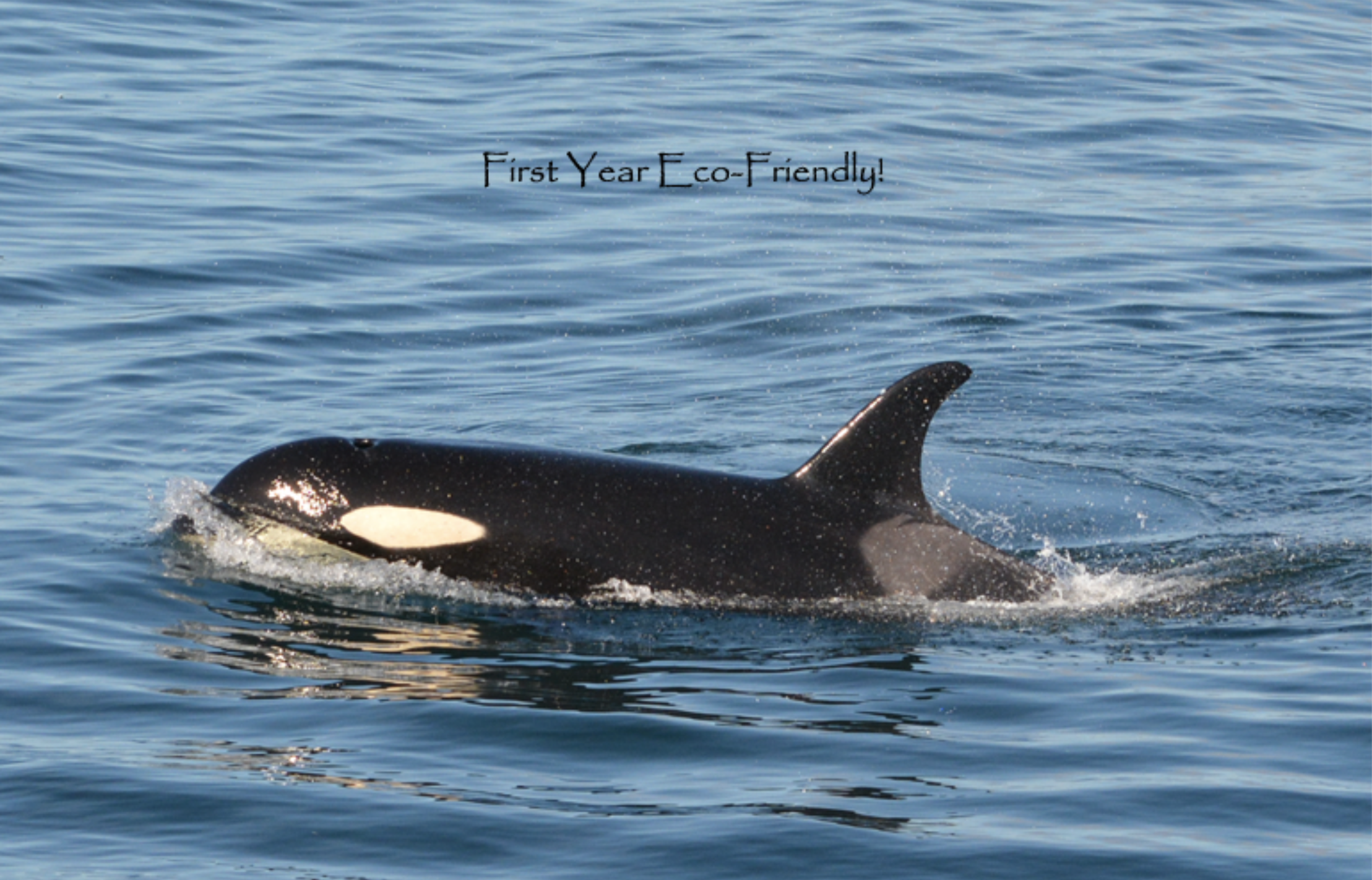 Star (J-46) (Orcinus orca)